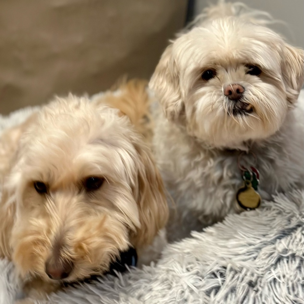 Meet your Posher, Diana